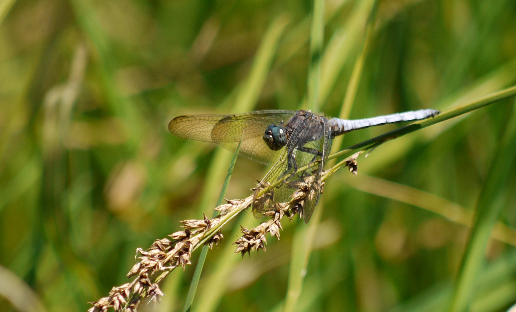 Kleiner Blaupfeil