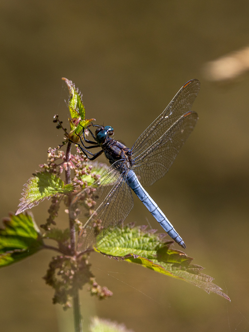 Kleiner Blaupfeil