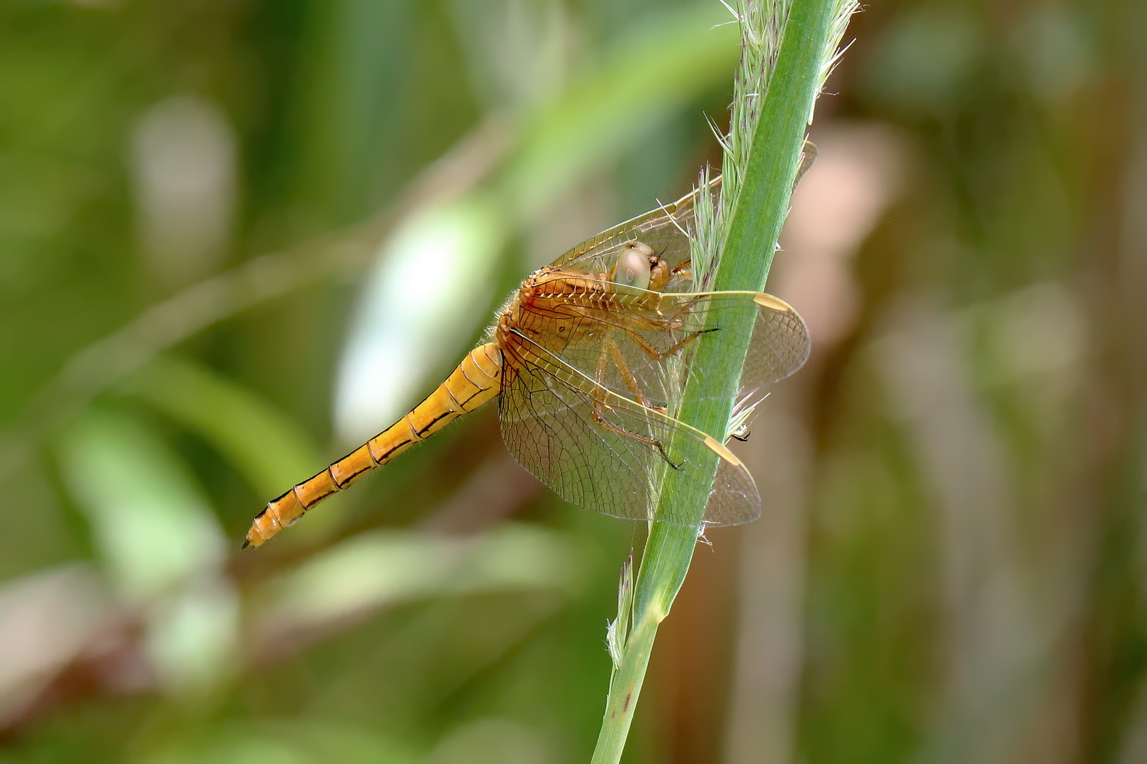 Kleiner Blaupfeil