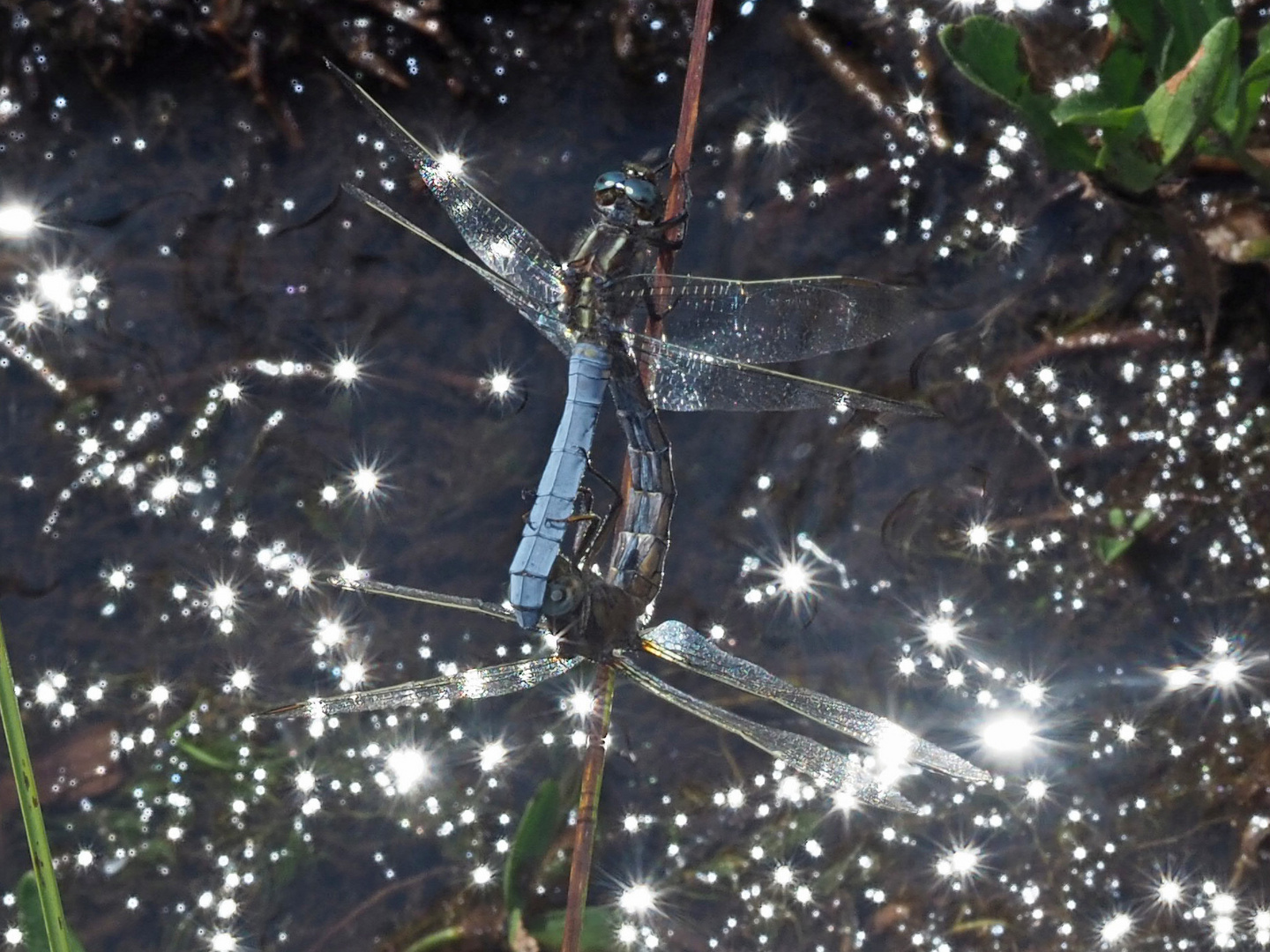 Kleiner Blaupfeil - glitzernder Wasserfläche