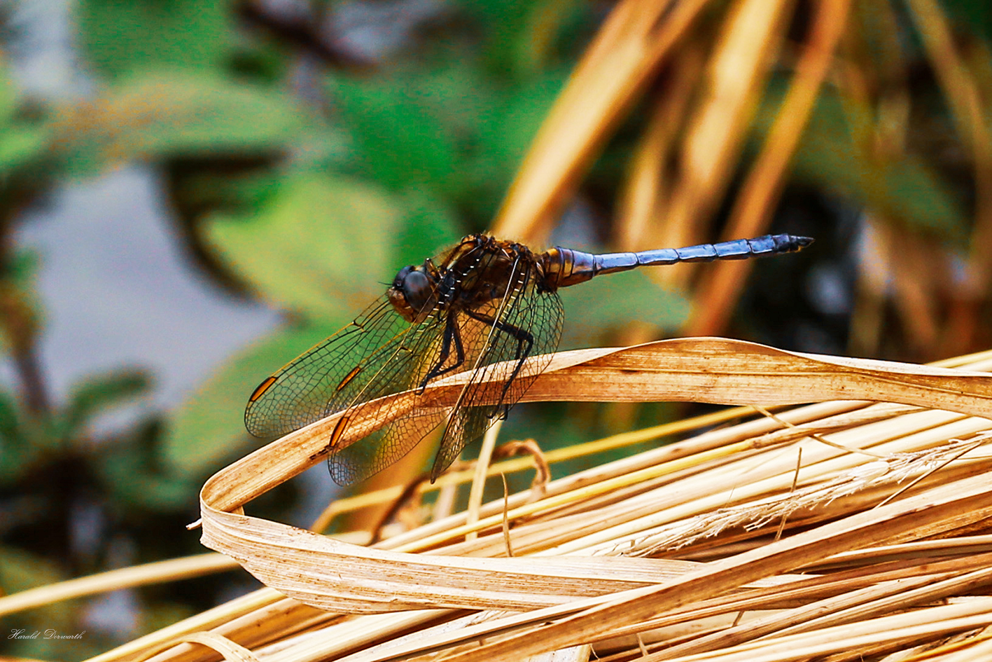 Kleiner Blaupfeil im Naturschutzgebiet Oberbruch Wiesen