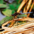 Kleiner Blaupfeil im Naturschutzgebiet Oberbruch Wiesen