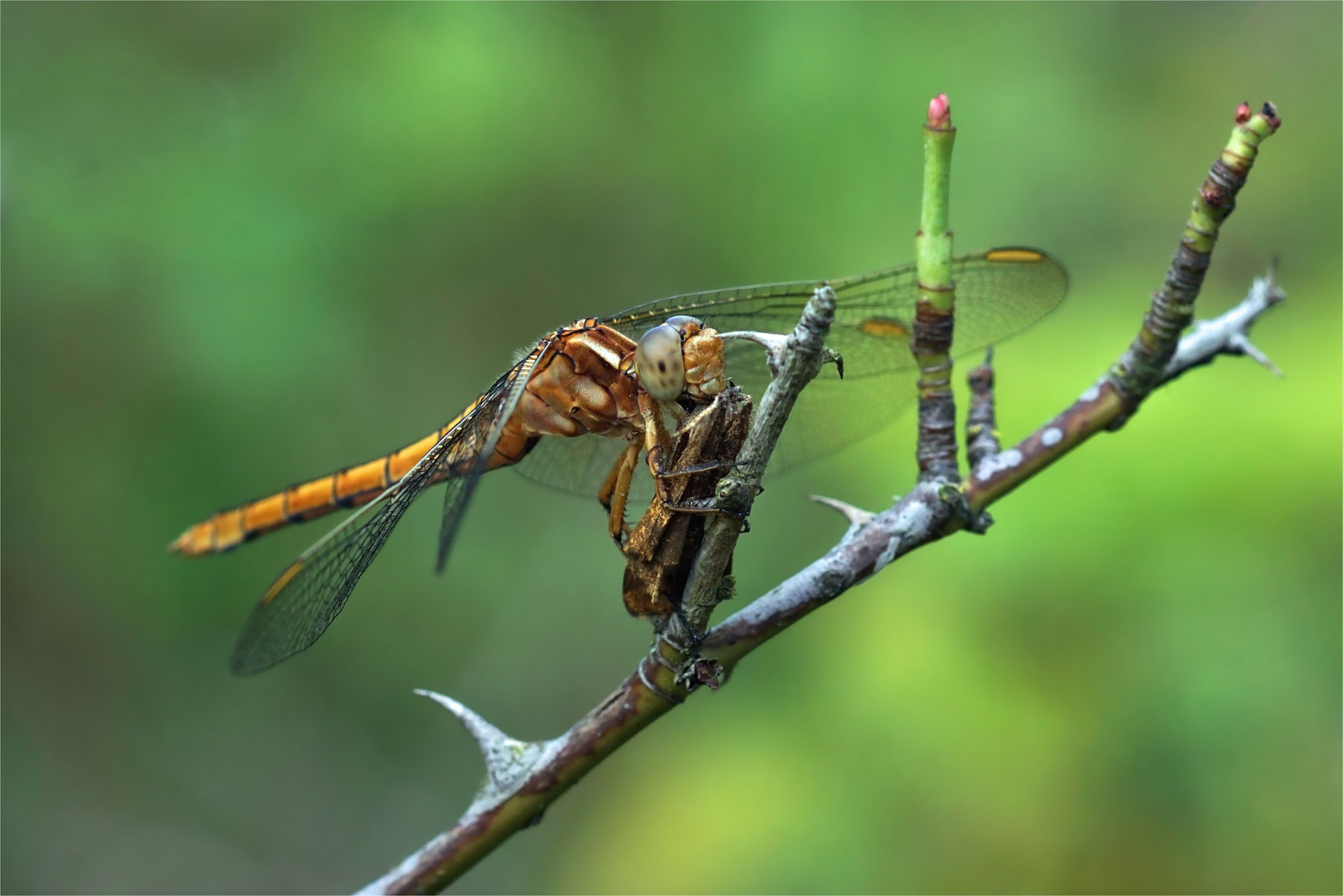 Kleiner Blaupfeil,  keine (Feuerlibelle (Crocothemis erythraea)) beim Fressen