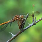 Kleiner Blaupfeil,  keine (Feuerlibelle (Crocothemis erythraea)) beim Fressen