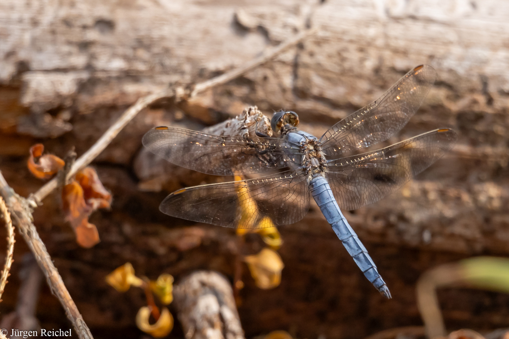 Kleiner Blaupfeil m.( Orthetrum coerulescens ) 