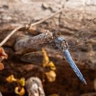 Kleiner Blaupfeil m.( Orthetrum coerulescens ) 