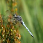 Kleiner Blaupfeil (Männchen)