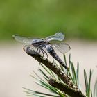 Kleiner Blaupfeil mal von hinten!