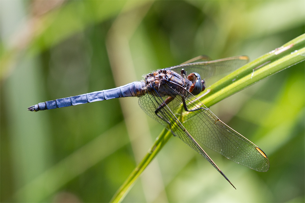 Kleiner  Blaupfeil (Orthetrum cancellatum)