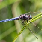 Kleiner  Blaupfeil (Orthetrum cancellatum)