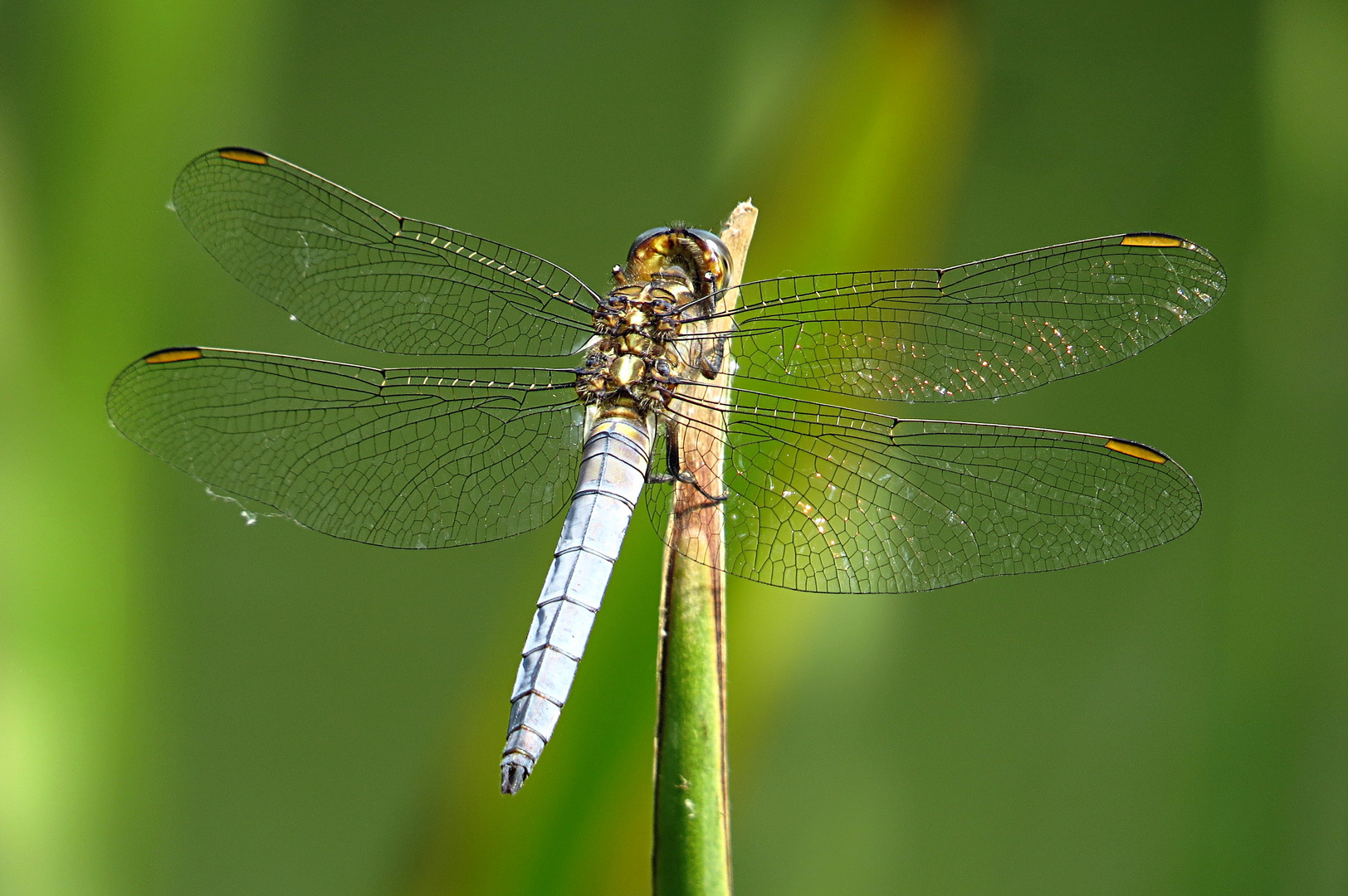 --- Kleiner Blaupfeil (Orthetrum coerulescens) ---