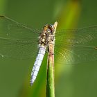 --- Kleiner Blaupfeil (Orthetrum coerulescens) ---