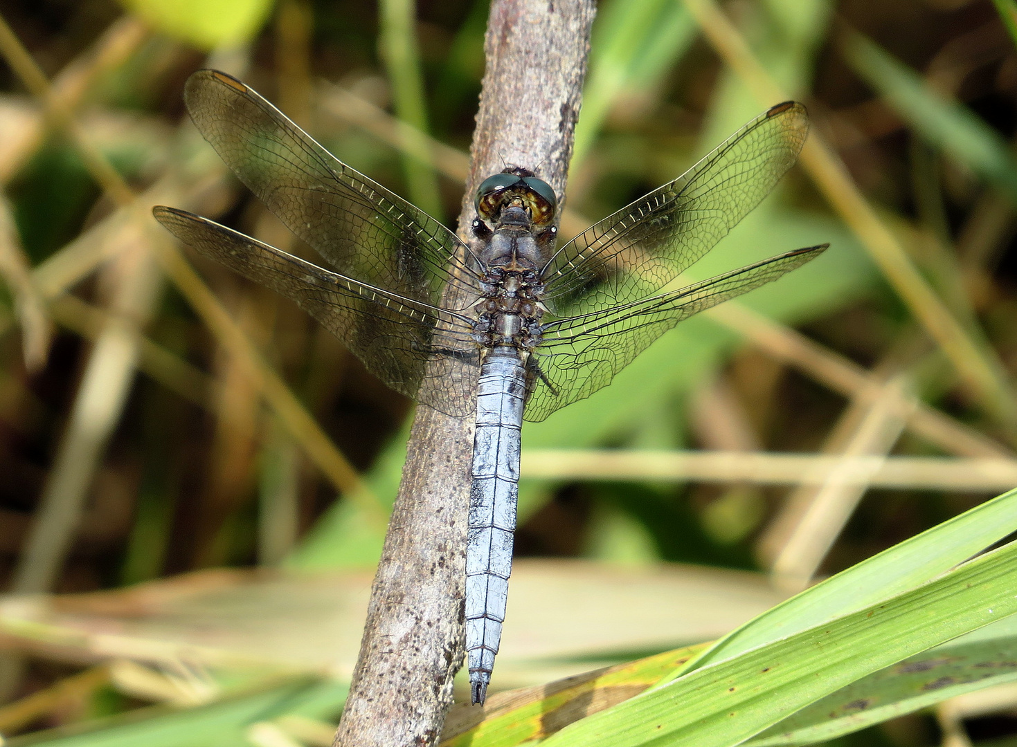 ... Kleiner Blaupfeil (Orthetrum coerulescens)... 