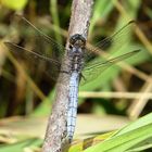 ... Kleiner Blaupfeil (Orthetrum coerulescens)... 