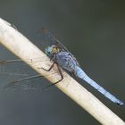 Kleiner Blaupfeil (Orthetrum coerulescens)