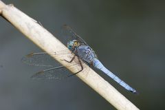 Kleiner Blaupfeil (Orthetrum coerulescens)