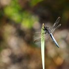 Kleiner Blaupfeil – Orthetrum coerulescens