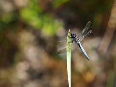 Kleiner Blaupfeil – Orthetrum coerulescens