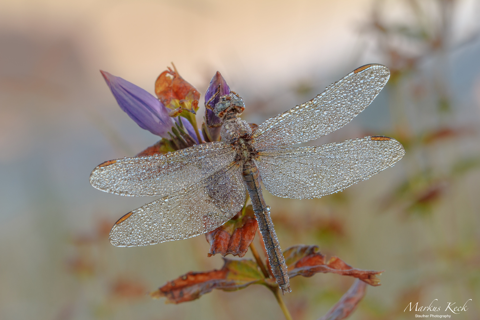 Kleiner Blaupfeil (Orthetrum coerulescens)