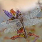 Kleiner Blaupfeil (Orthetrum coerulescens)