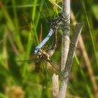 Kleiner Blaupfeil – Orthetrum coerulescens