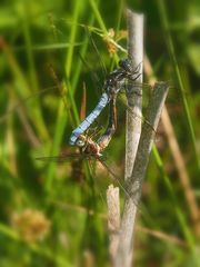 Kleiner Blaupfeil – Orthetrum coerulescens