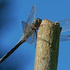 Kleiner Blaupfeil (Orthetrum coerulescens)