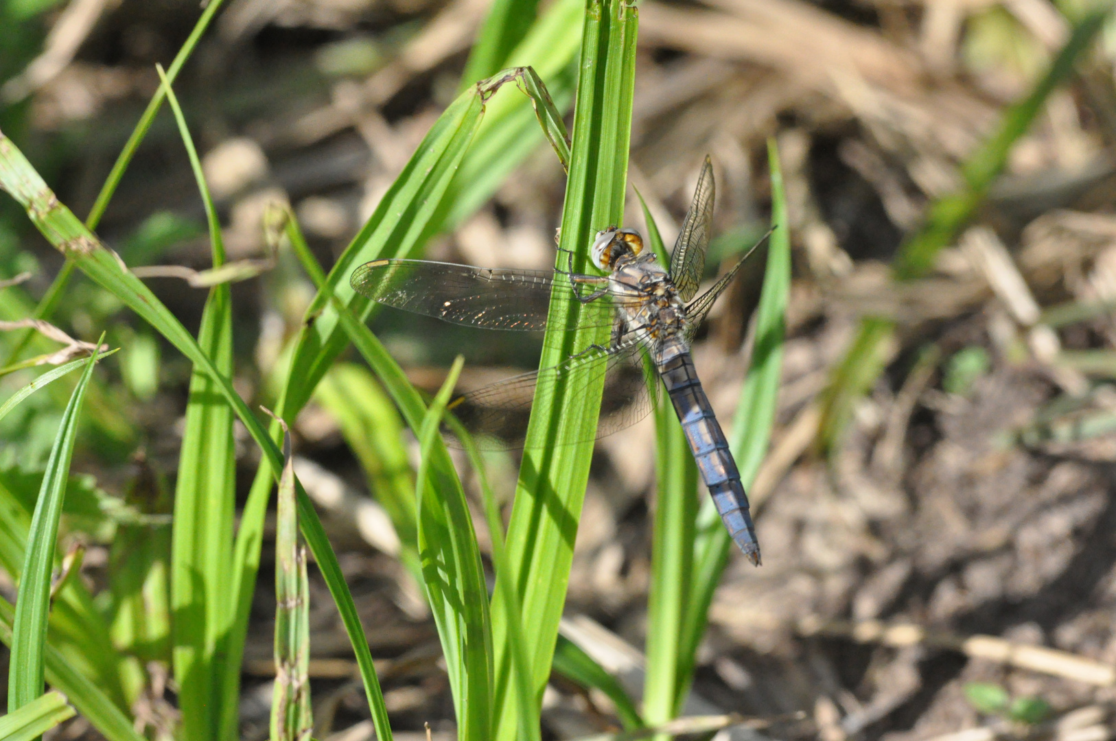 Kleiner Blaupfeil Orthetrum coerulescens