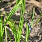 Kleiner Blaupfeil Orthetrum coerulescens