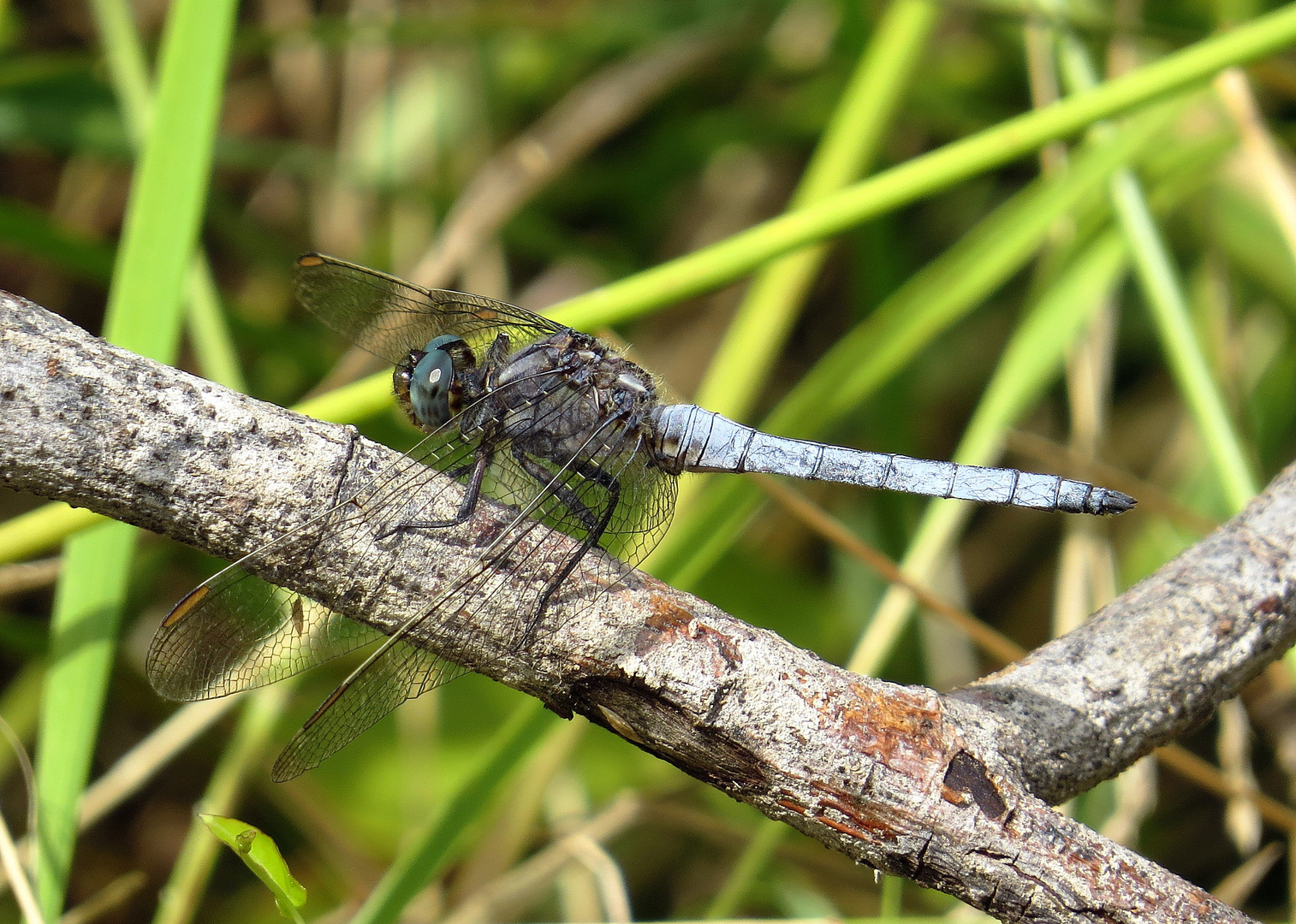 ... Kleiner Blaupfeil (Orthetrum coerulescens)...