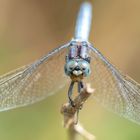 Kleiner Blaupfeil (Orthetrum coerulescens)