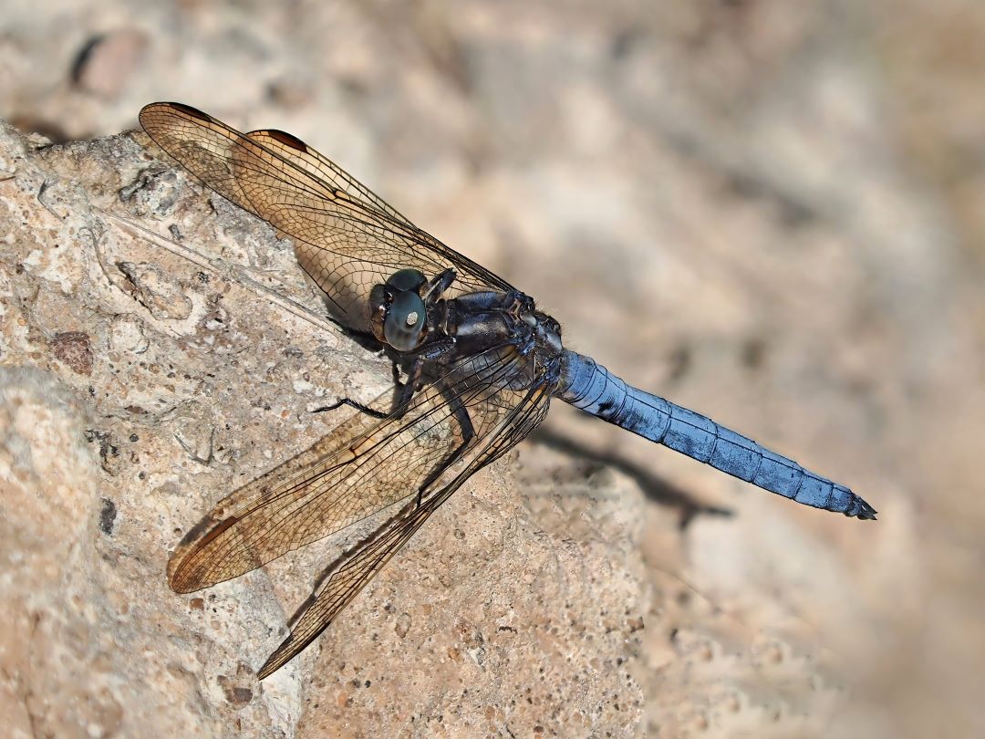 Kleiner Blaupfeil – Orthetrum coerulescens