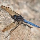 Kleiner Blaupfeil – Orthetrum coerulescens