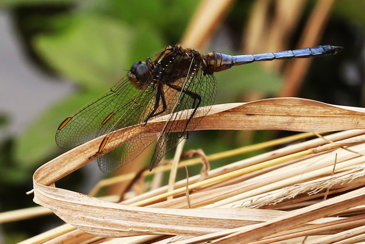 Kleiner Blaupfeil (Orthetrum coerulescens)