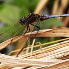 Kleiner Blaupfeil (Orthetrum coerulescens)