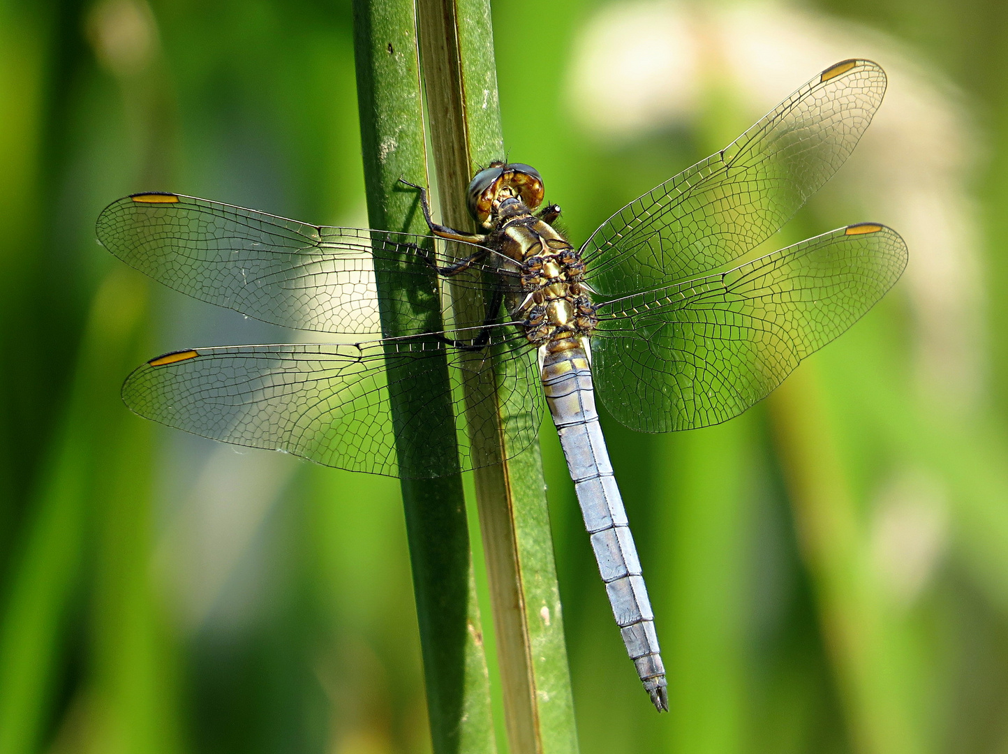 --- Kleiner Blaupfeil (Orthetrum coerulescens) ---