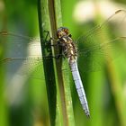 --- Kleiner Blaupfeil (Orthetrum coerulescens) ---