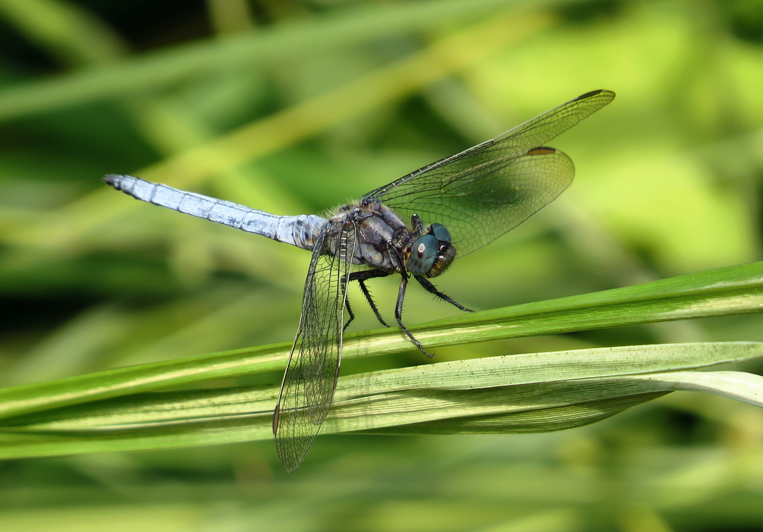 ... Kleiner Blaupfeil (Orthetrum coerulescens)... 