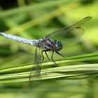 ... Kleiner Blaupfeil (Orthetrum coerulescens)... 