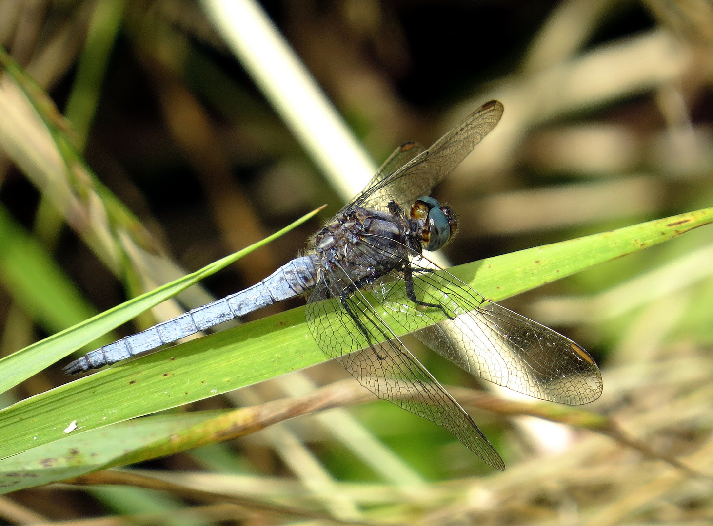 ... Kleiner Blaupfeil (Orthetrum coerulescens)... 