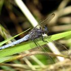 ... Kleiner Blaupfeil (Orthetrum coerulescens)... 