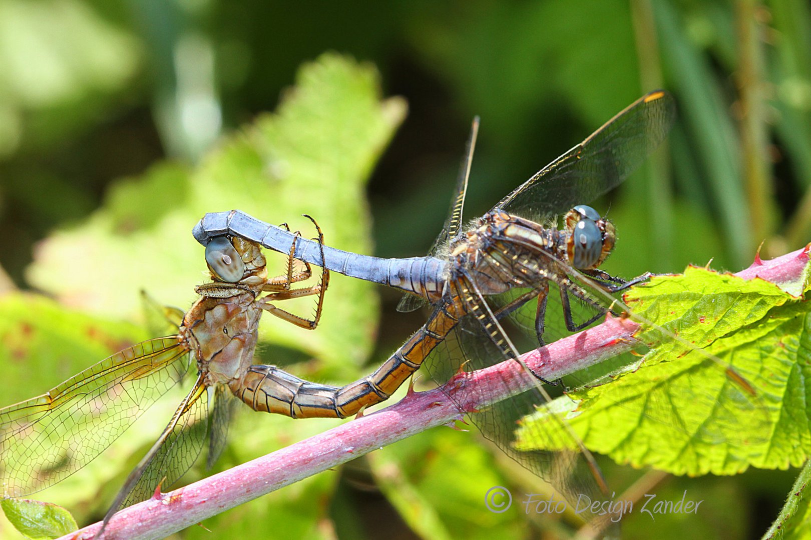 Kleiner Blaupfeil (Orthetrum coerulescens)