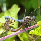 Kleiner Blaupfeil (Orthetrum coerulescens)