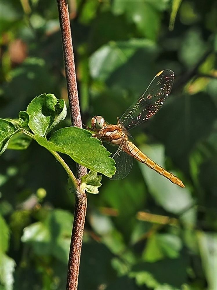 Kleiner Blaupfeil – Orthetrum coerulescens