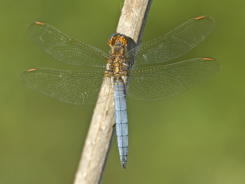 Kleiner Blaupfeil (Orthetrum coerulescens) im Abendlicht...