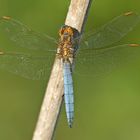 Kleiner Blaupfeil (Orthetrum coerulescens) im Abendlicht...