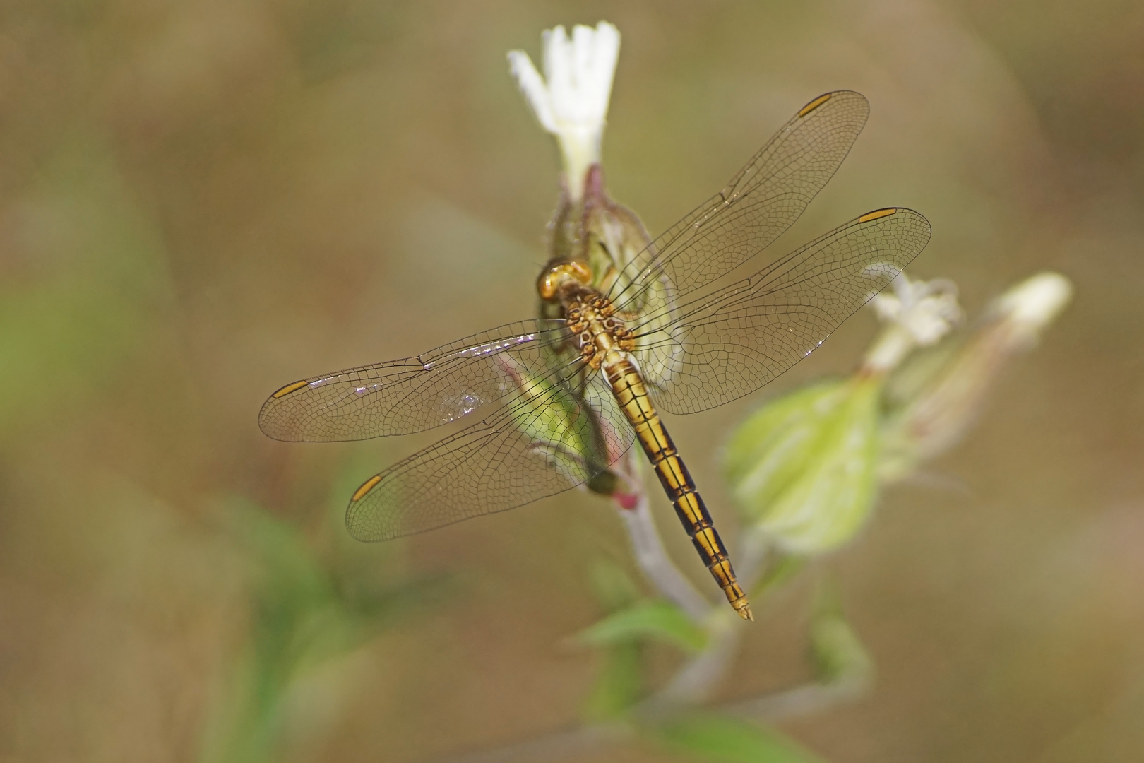 Kleiner Blaupfeil (Orthetrum coerulescens), junges Männchen