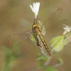 Kleiner Blaupfeil (Orthetrum coerulescens), junges Männchen