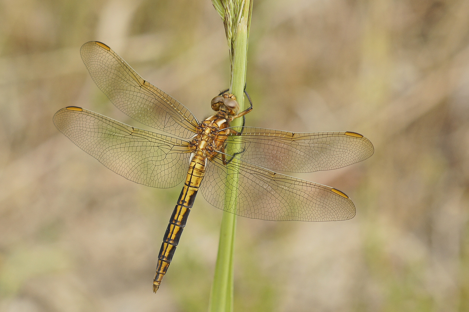 Kleiner Blaupfeil (Orthetrum coerulescens), junges Männchen