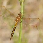 Kleiner Blaupfeil (Orthetrum coerulescens), junges Männchen